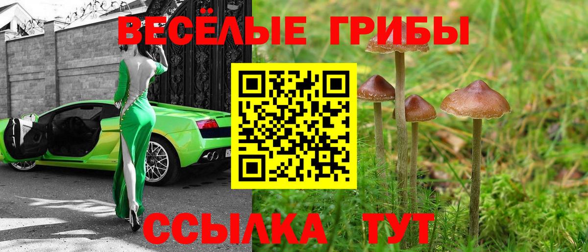 Камышин  Псилоцибиновые грибы Cubensis  Вход с VPN  Псилоцибиновые грибы мицелий 